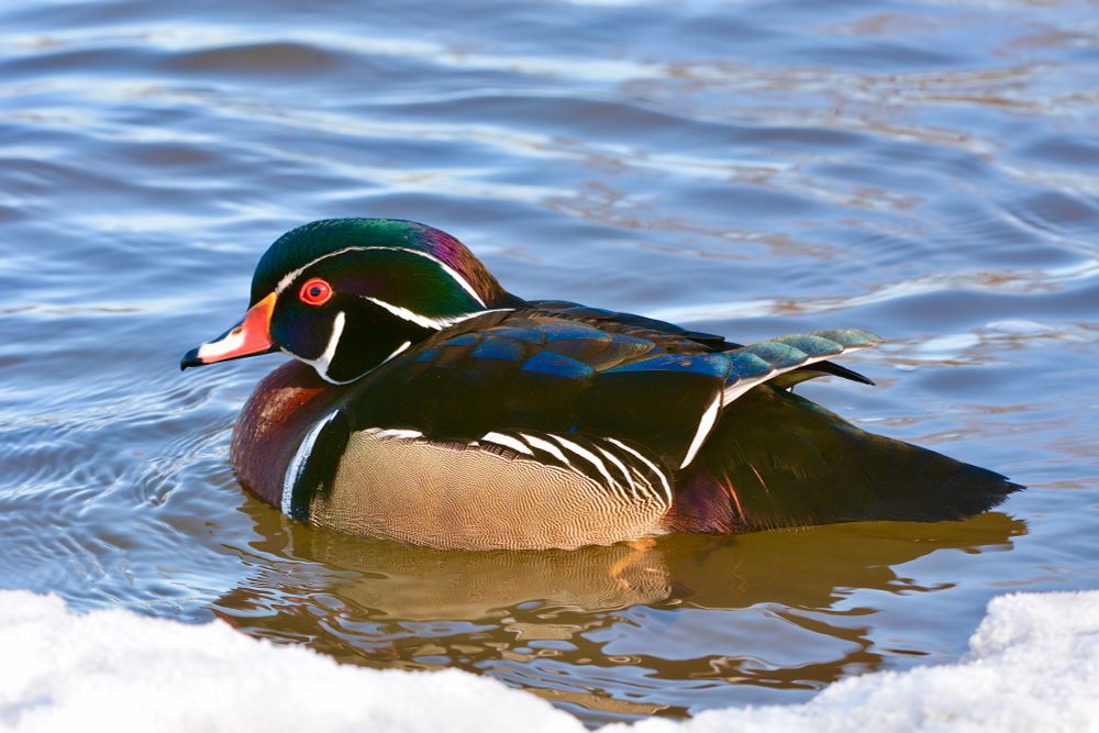 A brightly coloured duck next to a shelf of ice in Ottawa. 