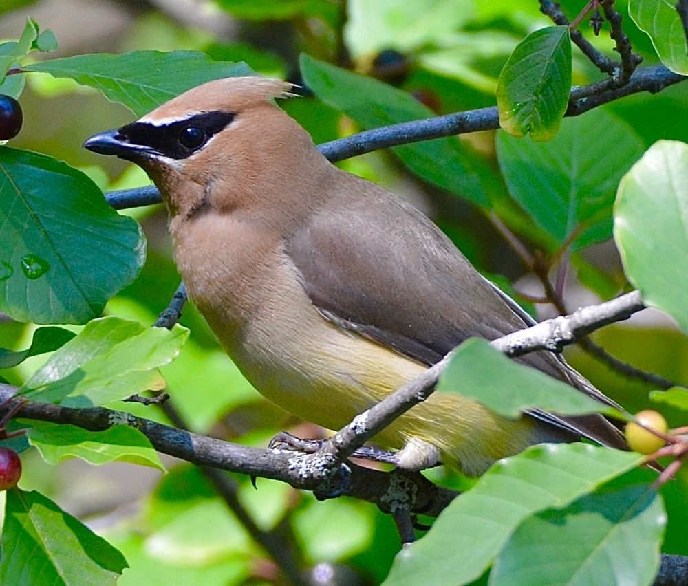 A cedar waxwing is perched on a branch, with tree berries nearby. 