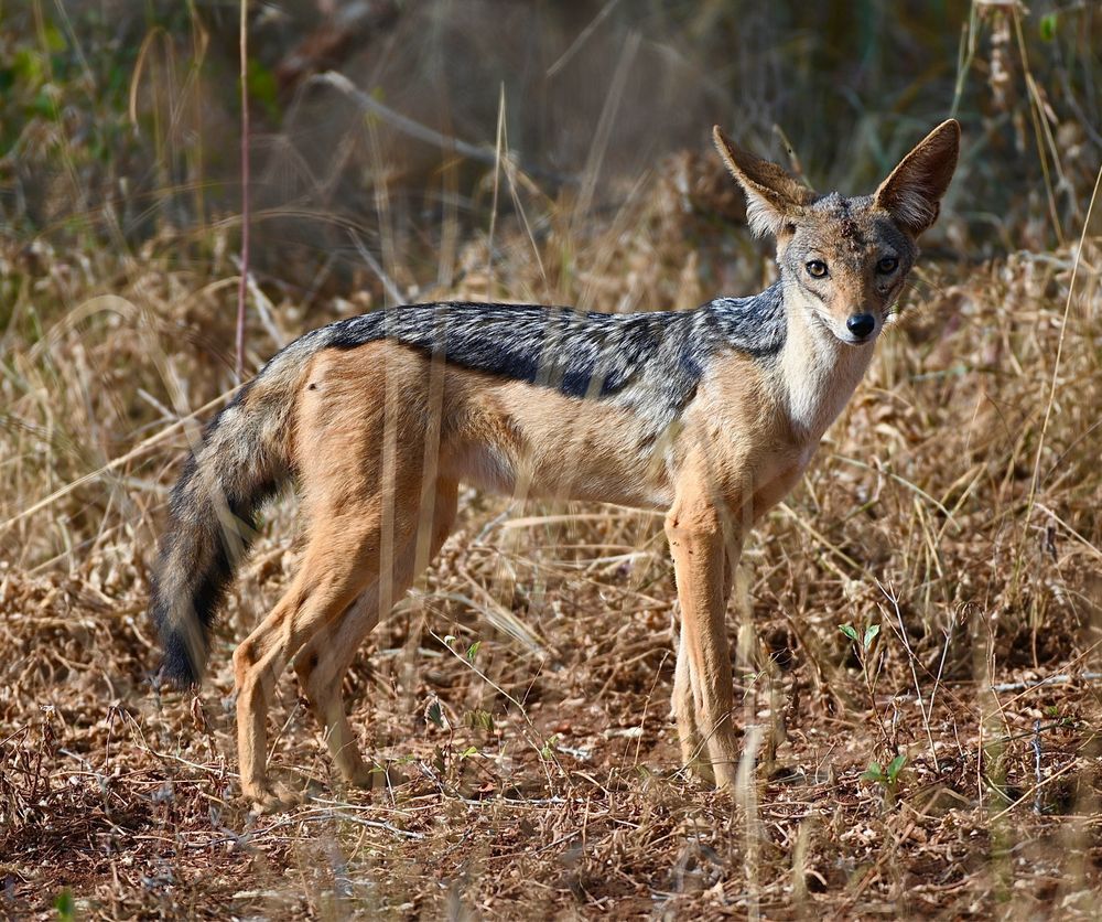 Also known as the black-backed jackal, these canids are closely related to wild dogs. Another jackal, the golden jackal, was recently shown to be more closely related to wolves, and is now known as the golden wolf. Like a lot of other canid species, jackals are clever and curious. 