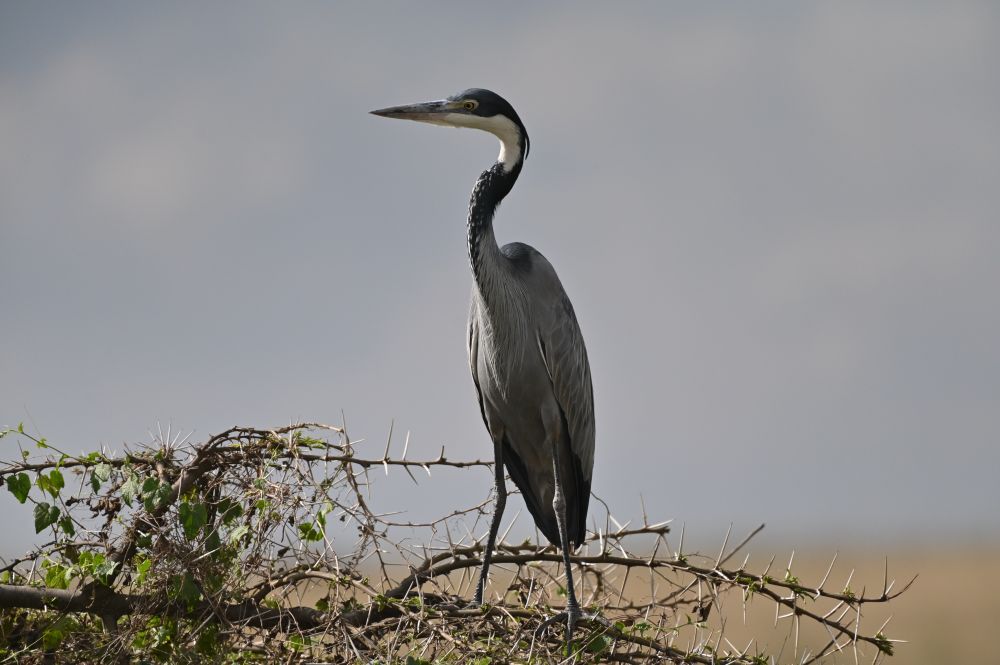 Black headed heron perched above an unusual bit of standing water in Serengeti. Significant dry season spells of rain led to unusual patches of standing water and the herons totally showed up for this. The unusual little wet areas were surrounded by large expanses of dry grassland. I am not sure what the herons were eating. These little wetland patches couldn’t have had fish. Maybe a few frogs, though I did not see them. 