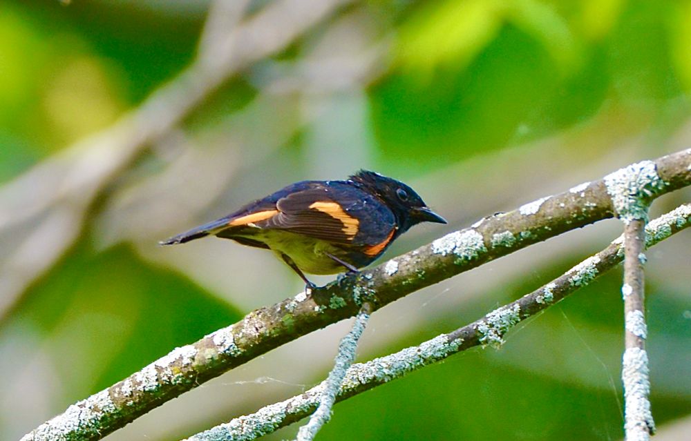 A very small bird, an American Redstart, perched on a lichen-covered branch. The bird is black and orange on top. 