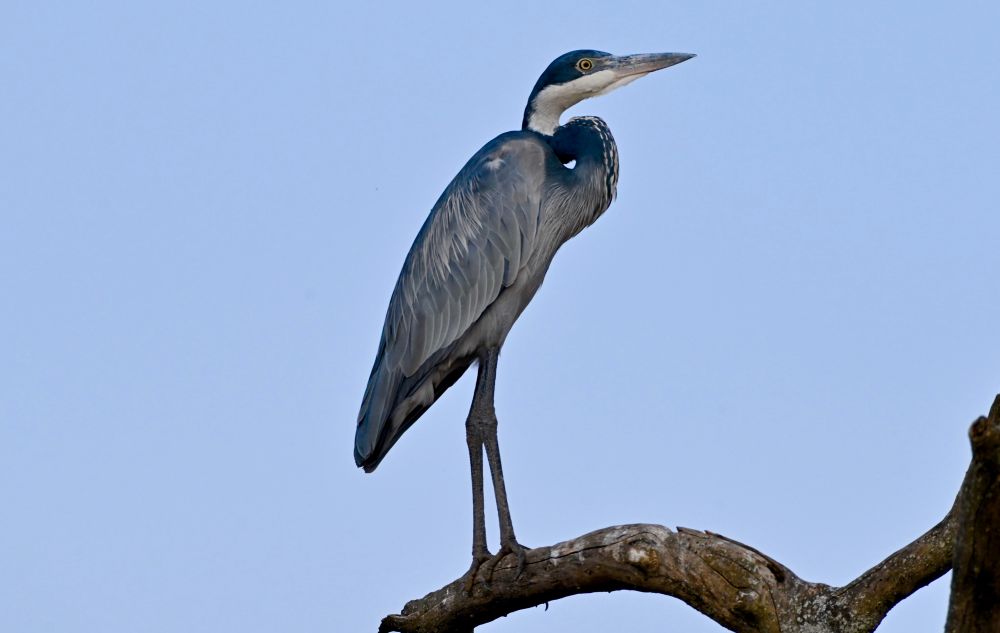 A tall heron perched on a dead branch above a wetland. 