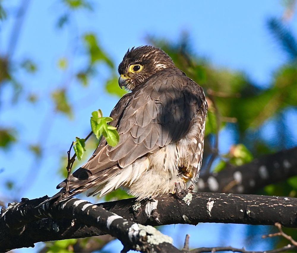 A Merlin that has taken up residence in my neighborhood, perched just outside my window. Went up on the roof for this pic. Merlin’s are fierce little falcons, hunting other birds in mid-flight. When the merlins are around, the songbirds here go totally quiet - they do not want to become lunch. 