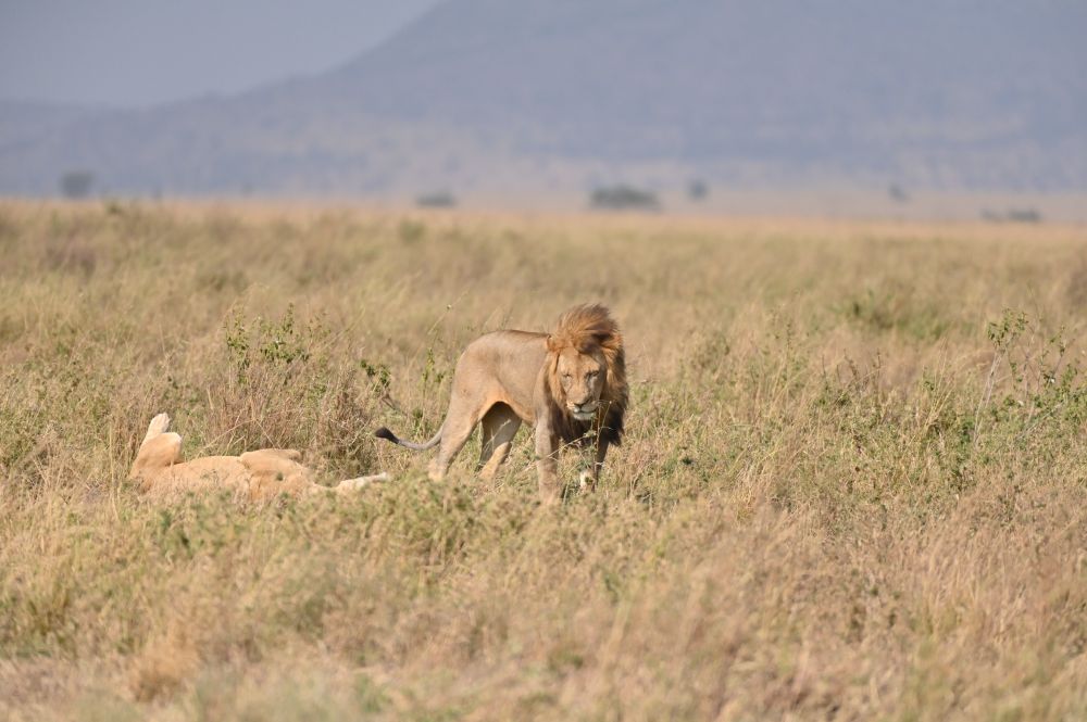 A mating pair of lions in southern Serengeti. 