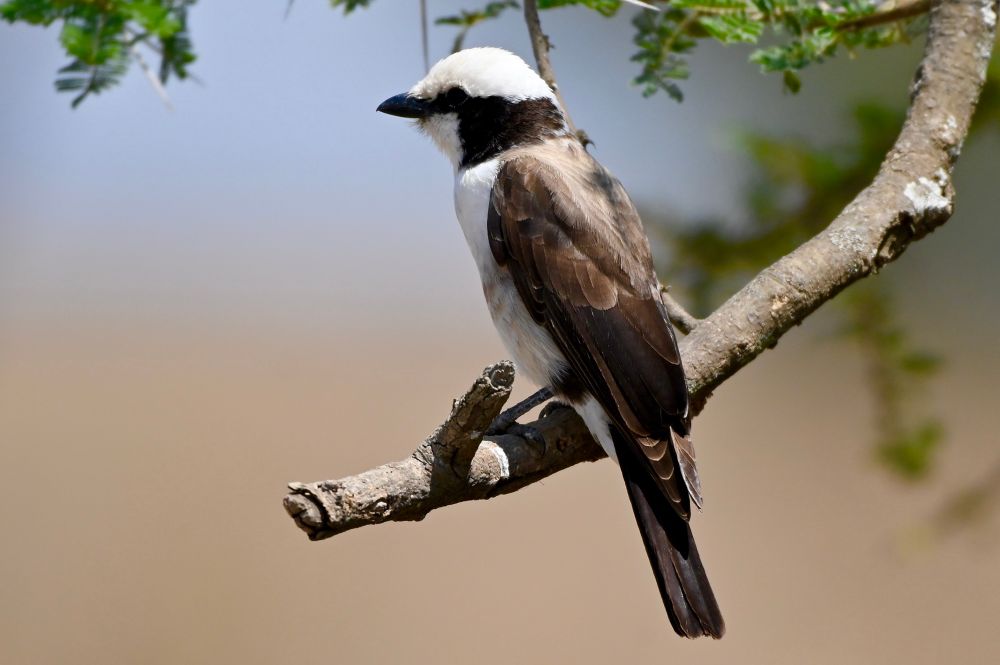 A white and brown predatory bird perched on a branch in a park in Tanzania. 