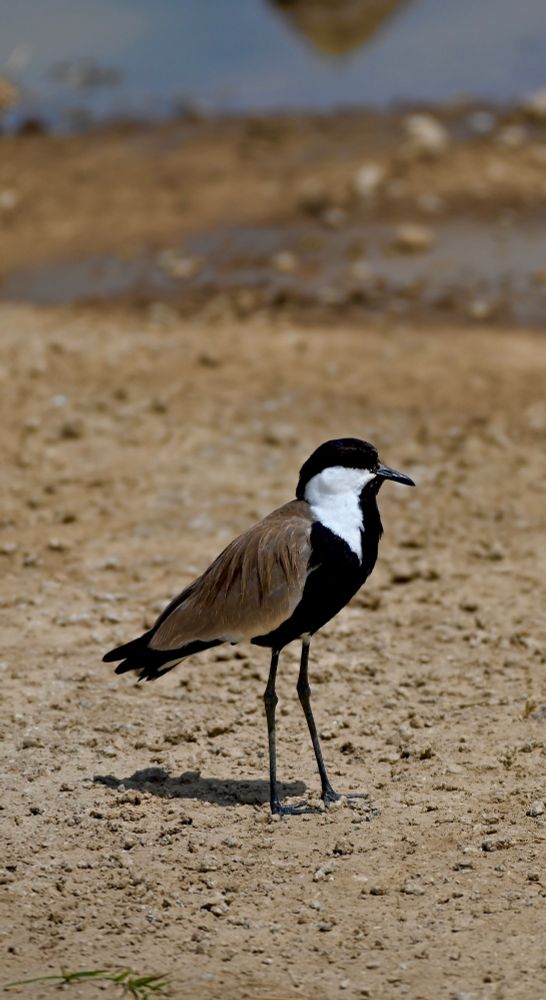 A wading bird, with long legs, is standing on the muddy shores of a lake.