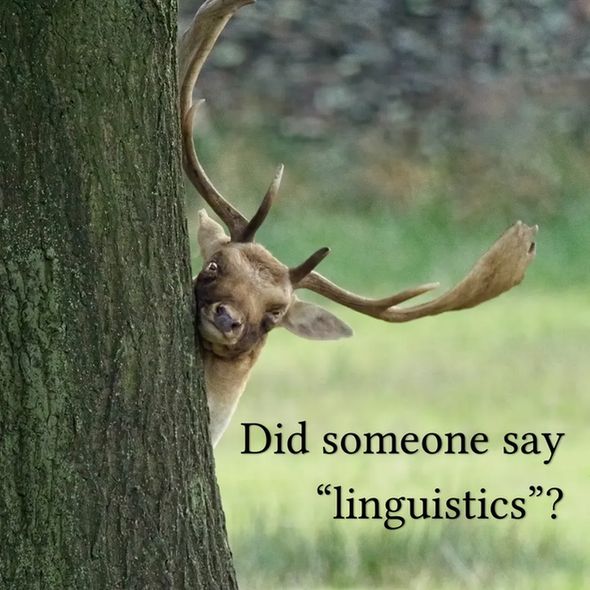 A deer poking its head out around the side of a tree, with the text, “Did someone say ‘linguistics’?”