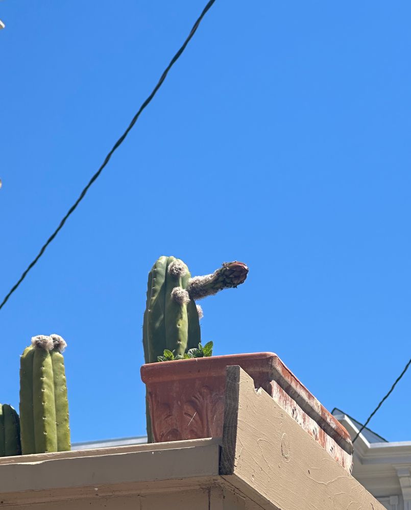 A cactus with a closed blossom on a stalk resembling a dick. 