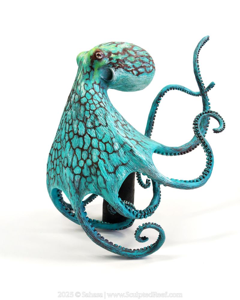 A vibrant Caribbean Reef Octopus sculpture, leaning on a subtle black base. 

"Aurora" is a hand sculpted, highly detailed octopus sculpture made from clay and painted with acrylics.

She is textured in appearance, with intricate bluish green paint work, overlaid with a dark maroon webbed pattern.

Each of the octopus's arms are fully detailed with two neat rows of carefully sculpted suckers.
