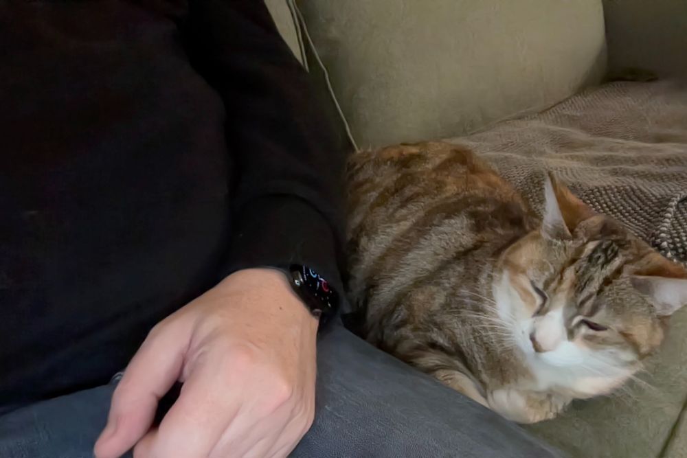 Cat Into Program sitting next to me on the sofa as I code.