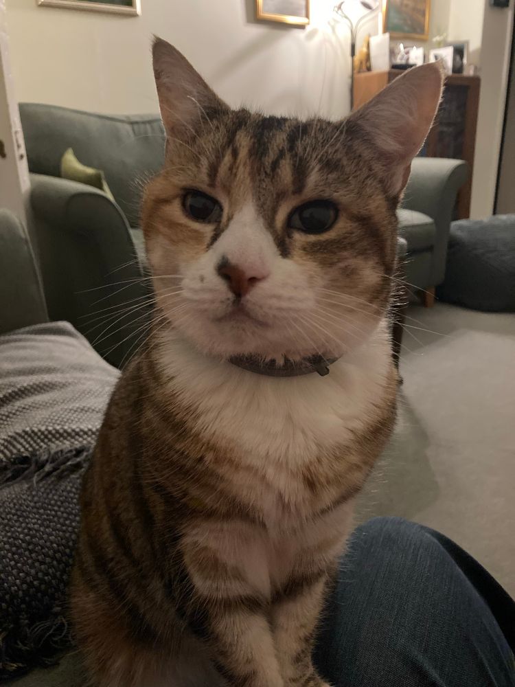 Cat with her front paws on my legs. 