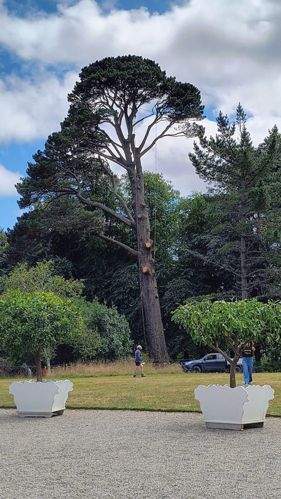A Monterey pine leaning and being gently cut down