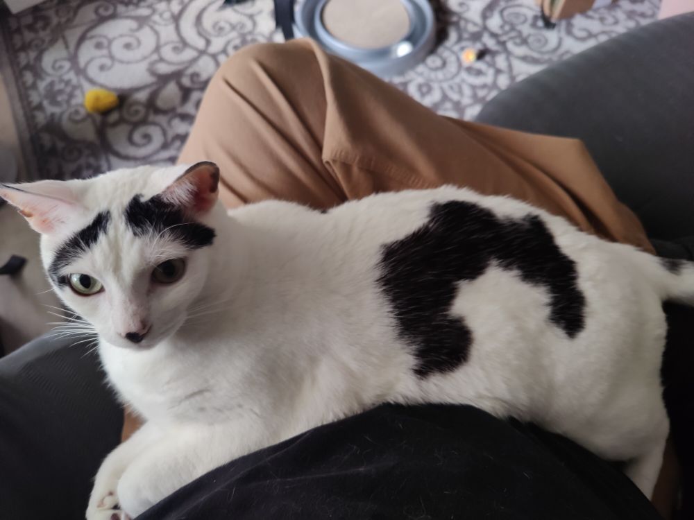 A white cat with black markings lying in a lap. Two markings like Groucho marx eyebrows are over his eyes, resulting in a very concerned look, the other, on his side, looks like nothing so much as a puzzle piece. 