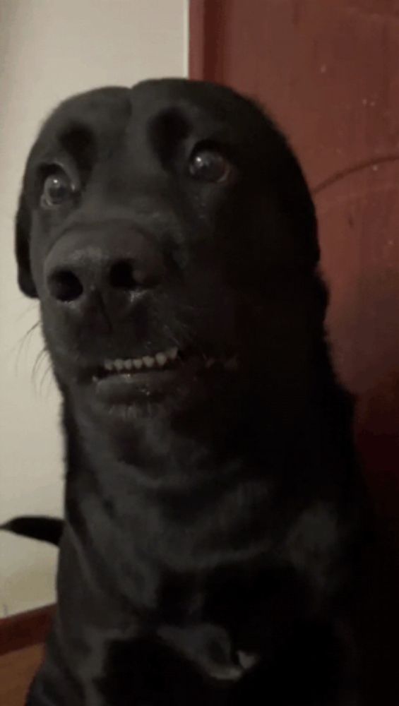 a close up of a black dog 's face looking at the camera