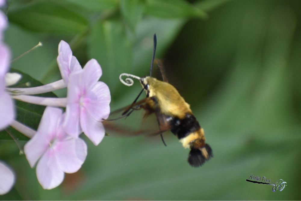 A hummingbird moth on a pink garden phlox.