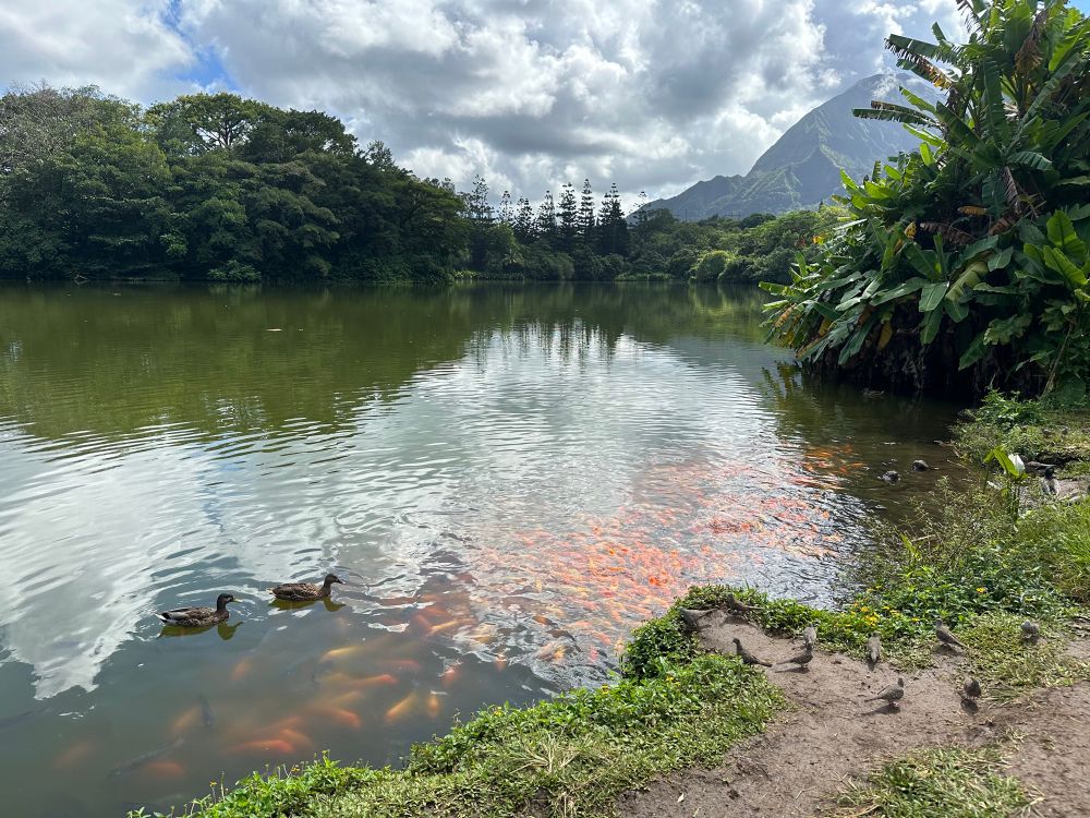 A partial view of the Koʻolau Range - a mountain range in Oahu - as seen from the lake in the Hoʻomaluhia Botanical Garden. Koi are visible in the lake. Ducks are on the water and birds are visible on the shore. 