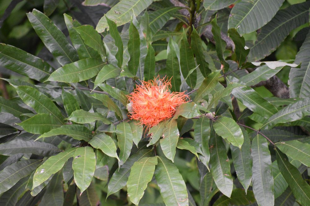 A plant found in the Hoʻomaluhia Botanical Gardens. It’s a green, leafy plant with a large, gorgeous fluffy orange flower in the center. I think it’s commonly referred to as a Rose of Venezuela. 