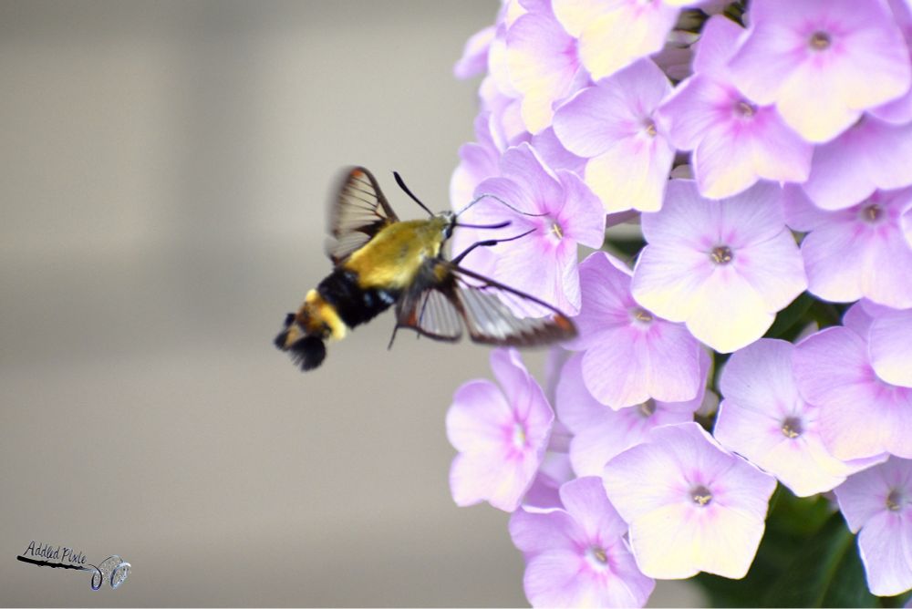 A hummingbird moth on a pink garden phlox.