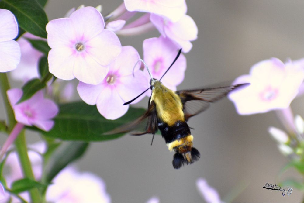 A hummingbird moth on a pink garden phlox.