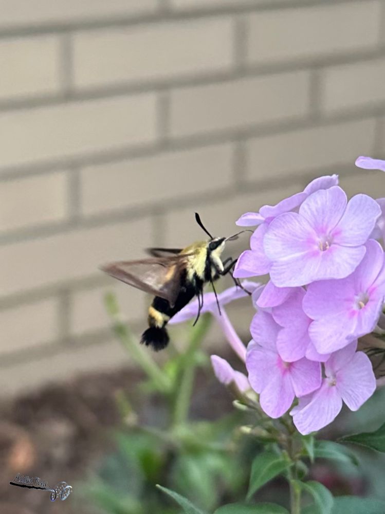 A hummingbird moth on a pink garden phlox. 