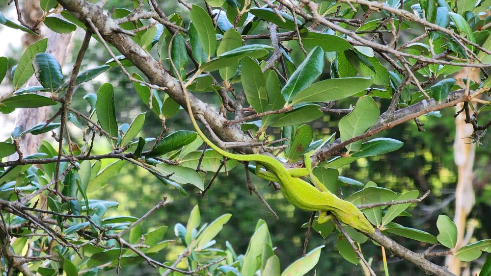 Photo of a green anole climbing down a tree branch-- his color is bright green