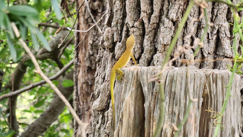 Photo of a green anole standing upright on a tree stump between presentations of his dewlap-- his color has shifted to a muted orange/yellow