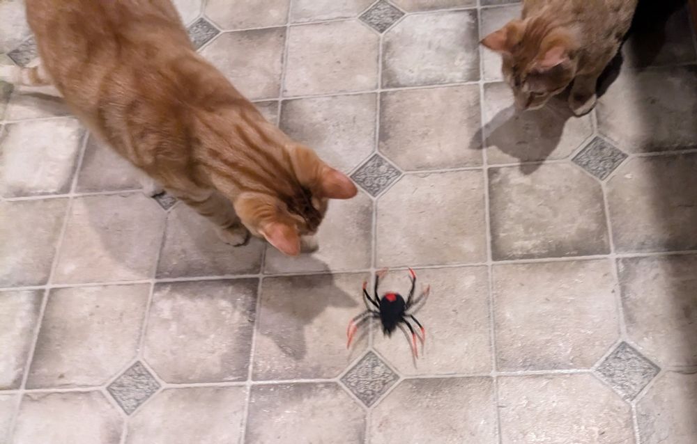 two gingers kittens playing with a black widow spider toy on a lino floor