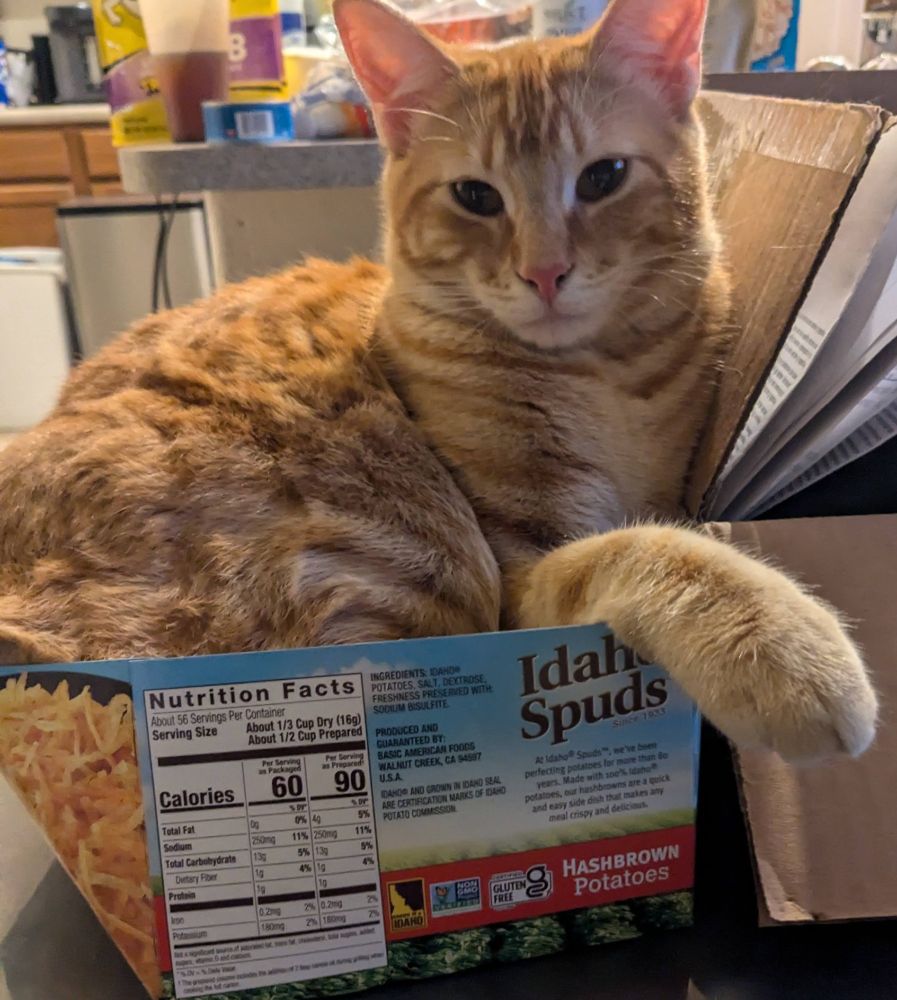ginger cat curled up in a hasbrown box/case