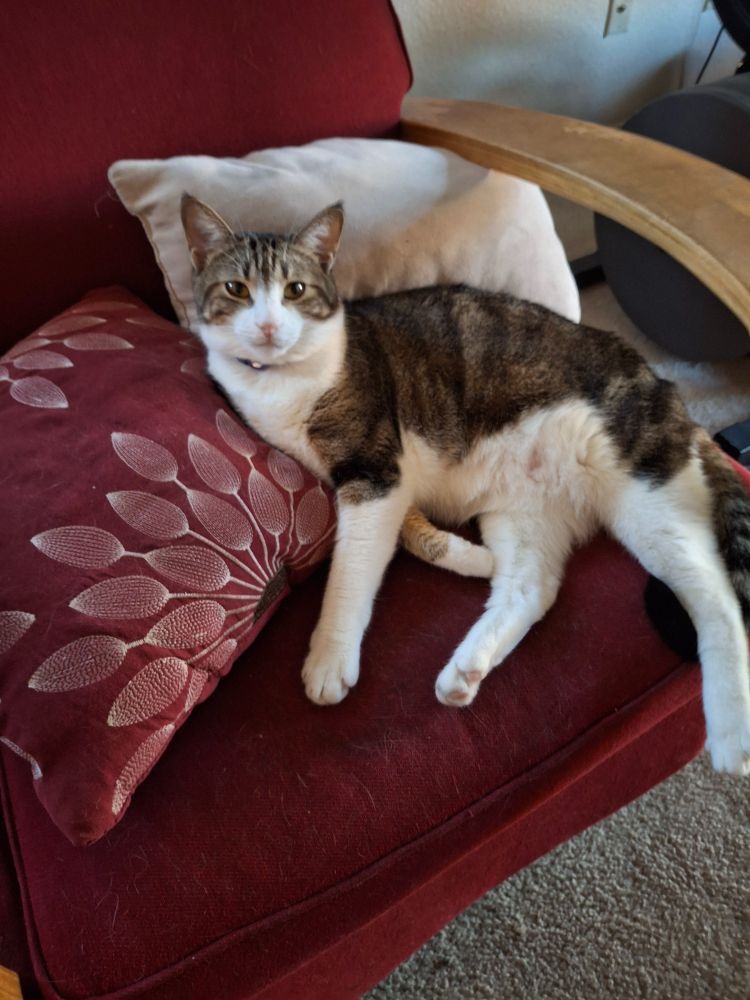 A tabby w/white markings laying in a red chair, resting her back on a white pillow, and her shoulders on a red embroidered pillow