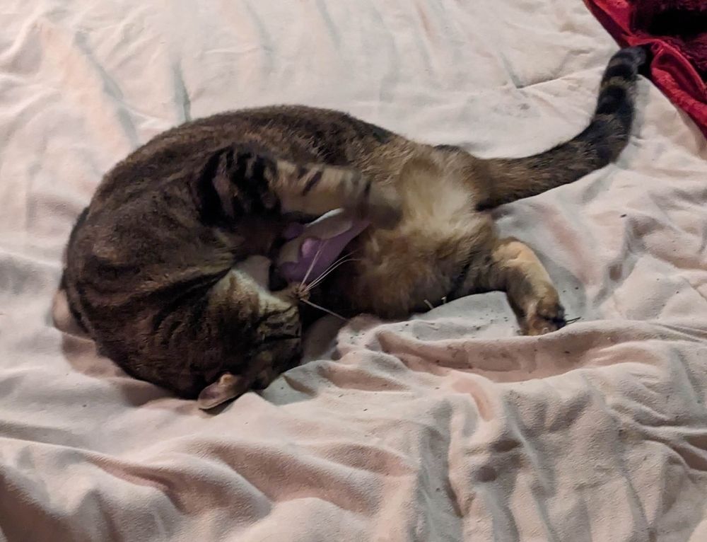 Three-legged brown tabby playing with a purple dinosaur cat toy