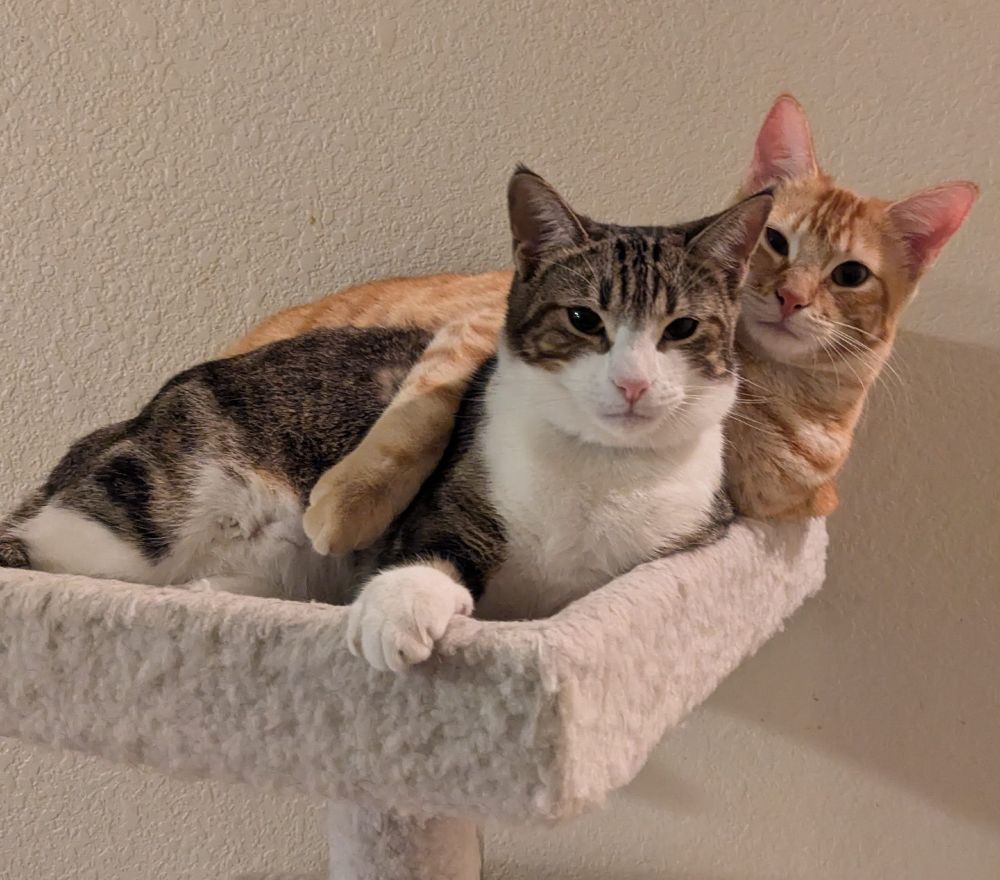 brown tabby w/white markings in front of a ginger tabby, who has his arm over her shoulder-- laying on the top tier of a cat castle