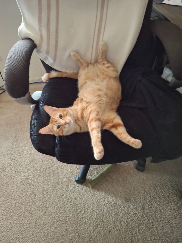 Ginger cat laying on his back in a computer chair, twisting the front of his body toward the camera