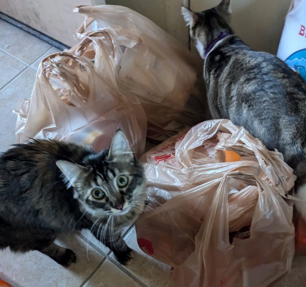 Medium haired torbie looks at the camera with grocery bags in her immediate area. Brown tabby w/white markings faces away from the camera exploring the groceries