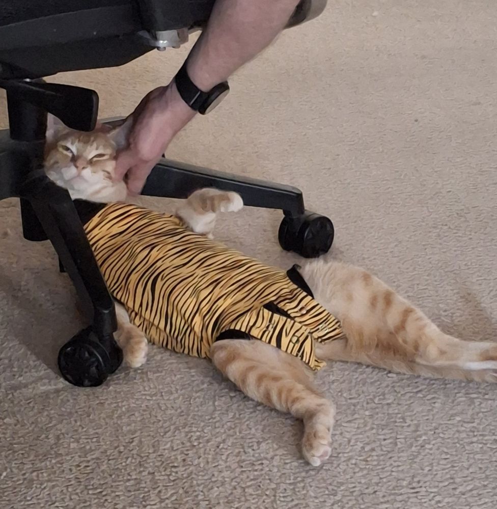 ginger kitten wearing tiger striped jammies and laying on the legs/casters of an office chair getting ear scritchies