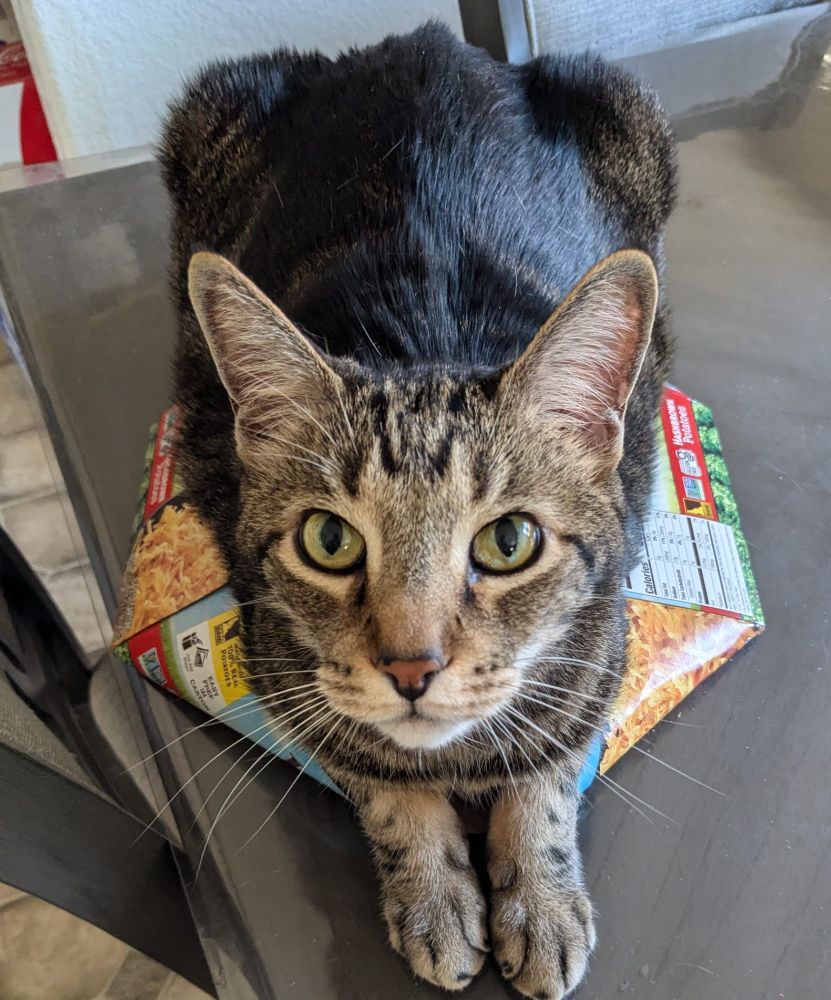 Grey/Brown tabby with green eyes laying on a hashbrown box looking at the camera
