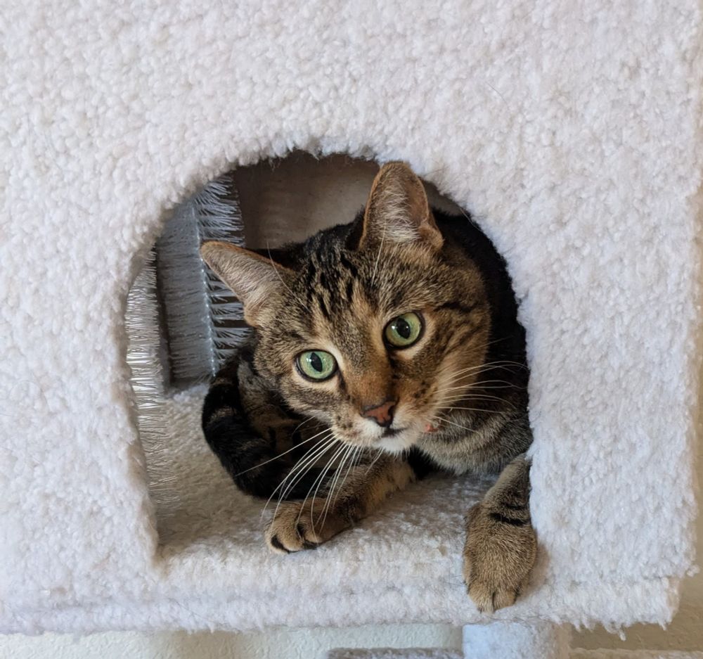Brown tabby peeking out of a cubby in a cat tree