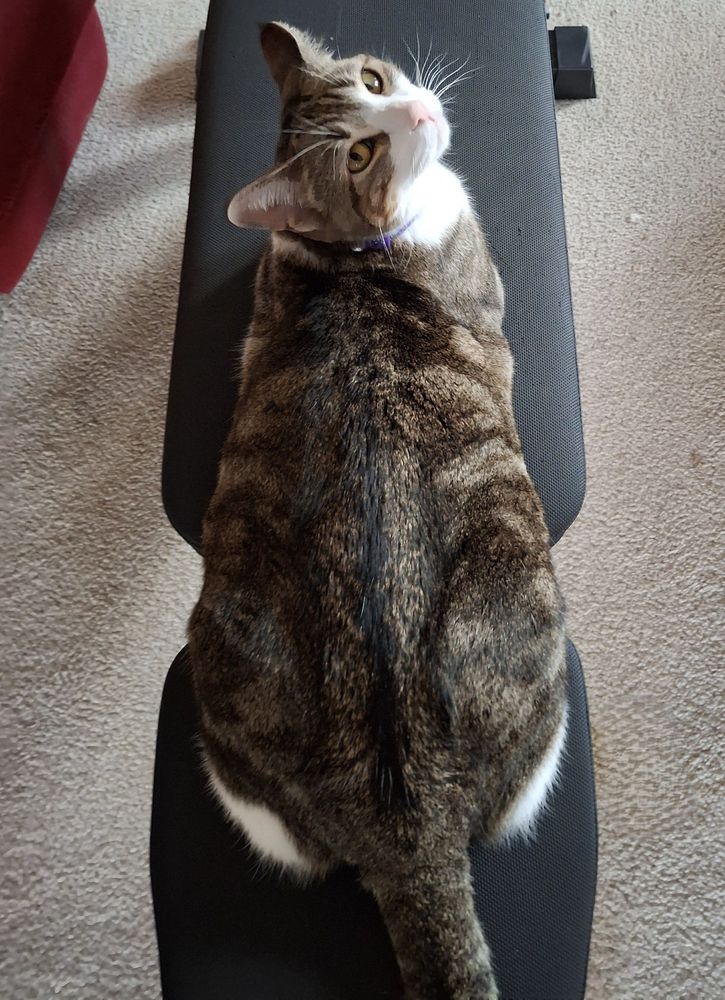 Brown tabby w/white face and legs is laying on a workout bench facing away from the camera, and looking over her shouler at the lens
