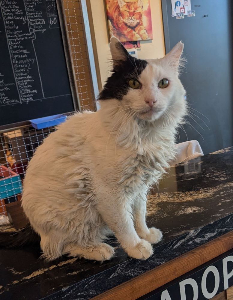 White cat with a black patch over his right eye and ear, sitting on a counter labeled "Adoption"