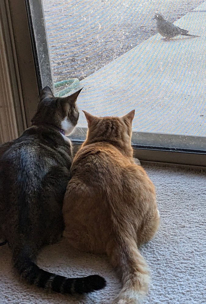 (L) brown tabby w/white and (R) ginger tabby watching a dove through a sliding door