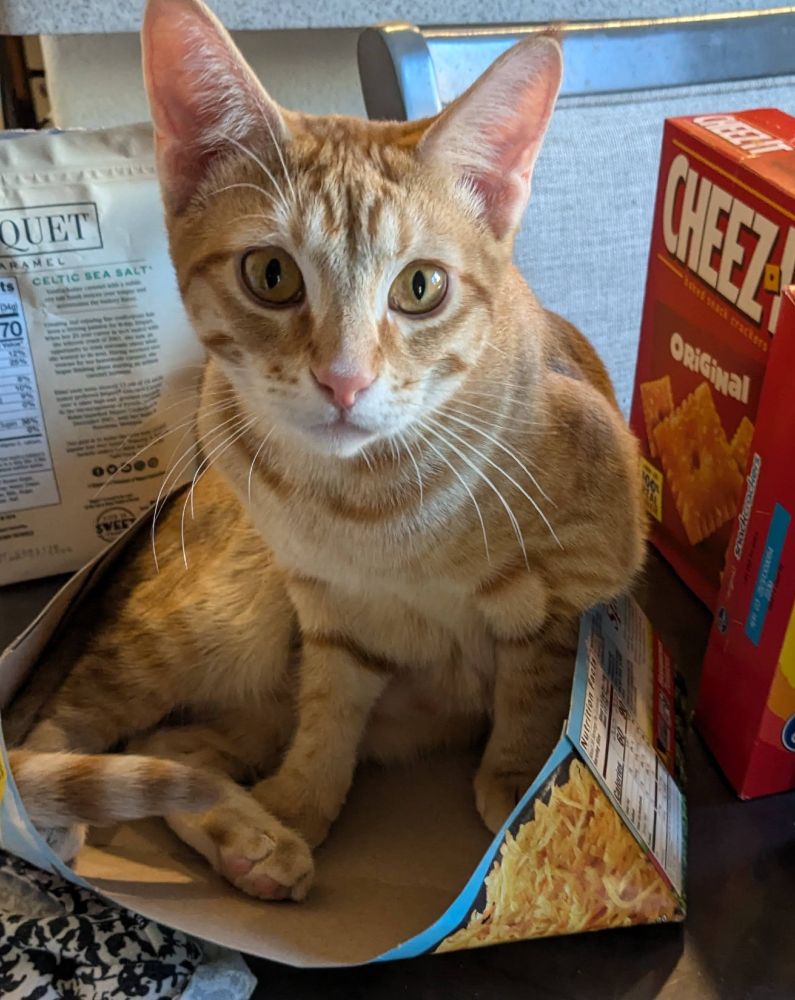 Ginger kitten sitting in a hashbrown box looking at the camera