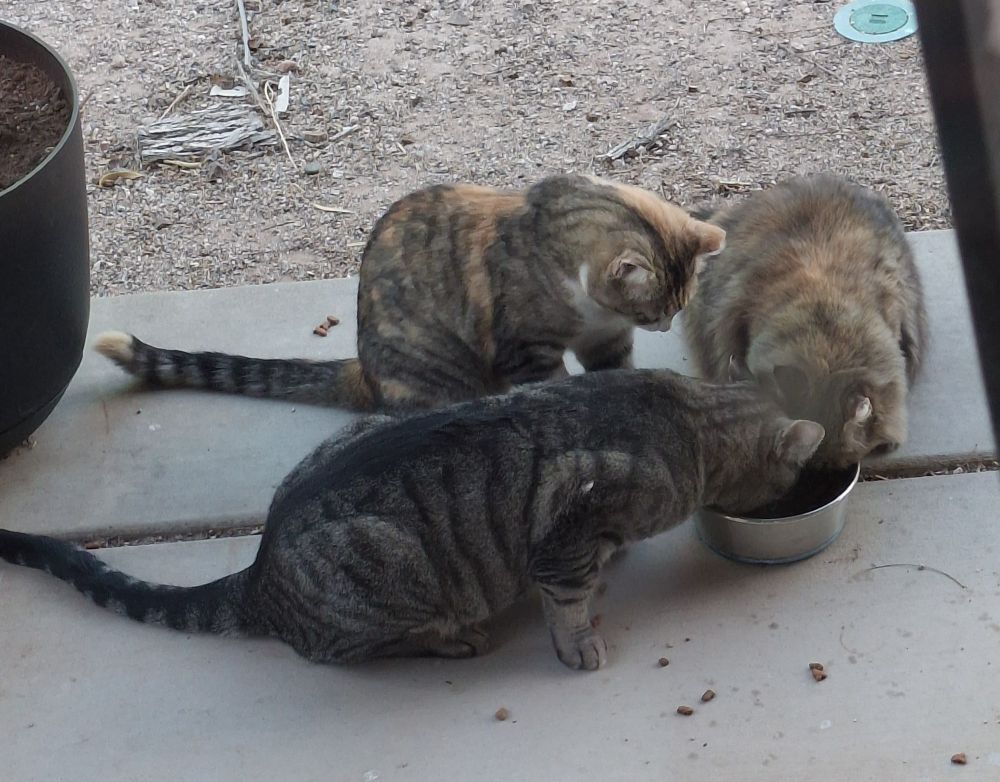 Clockwise from top- a Calico, torbie and brown/silver tabby are all three sharing a bowl of cat food, on a patio