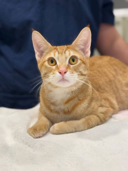 ginger kitten looking at the camera