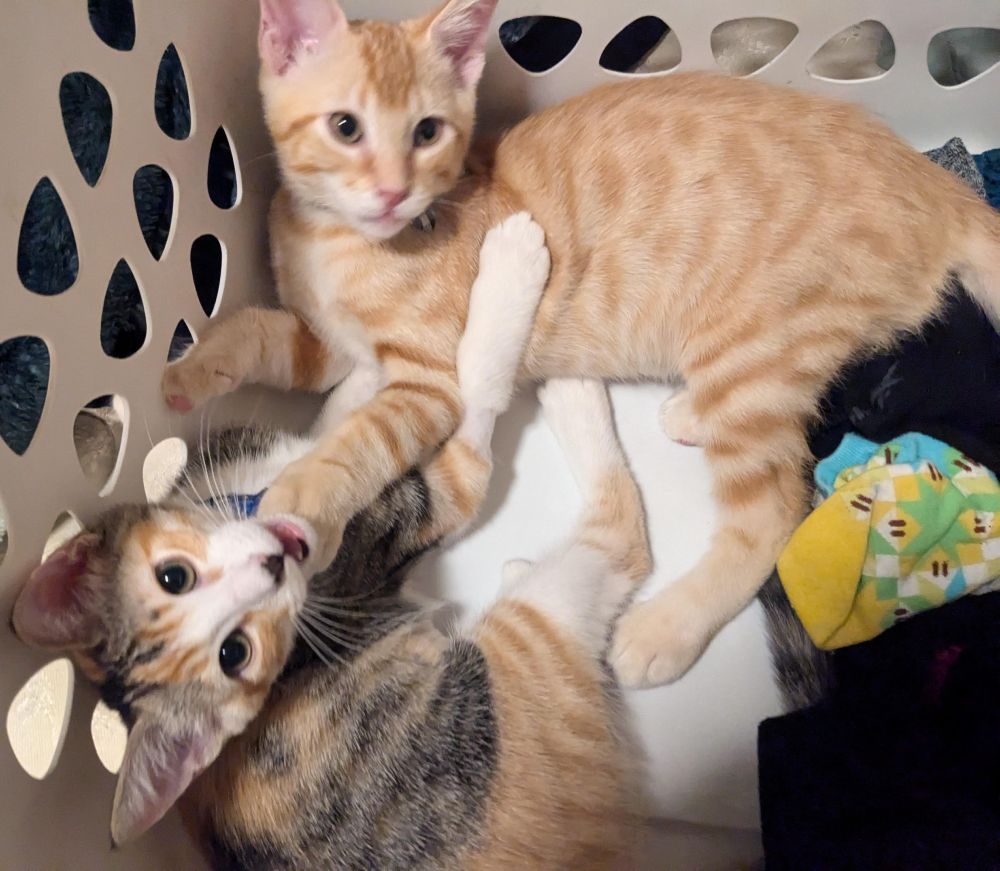a ginger kitty and a calico kitten playing in a laundry basket with some clothing visible