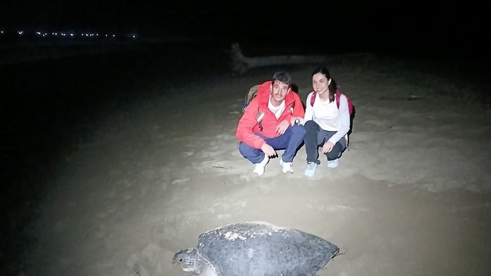 Witnessing big turtle laying its egg at Sukamade beach with the clients from Nedherland
