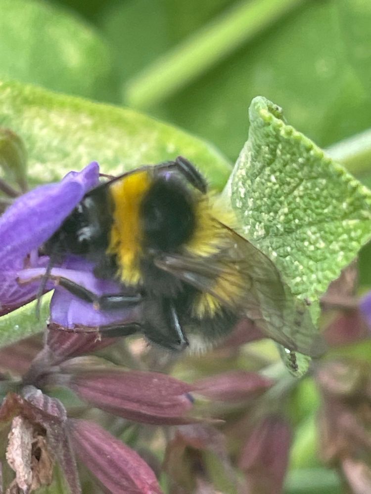 A bee busily feeding on a purple Sage flower in our herb garden