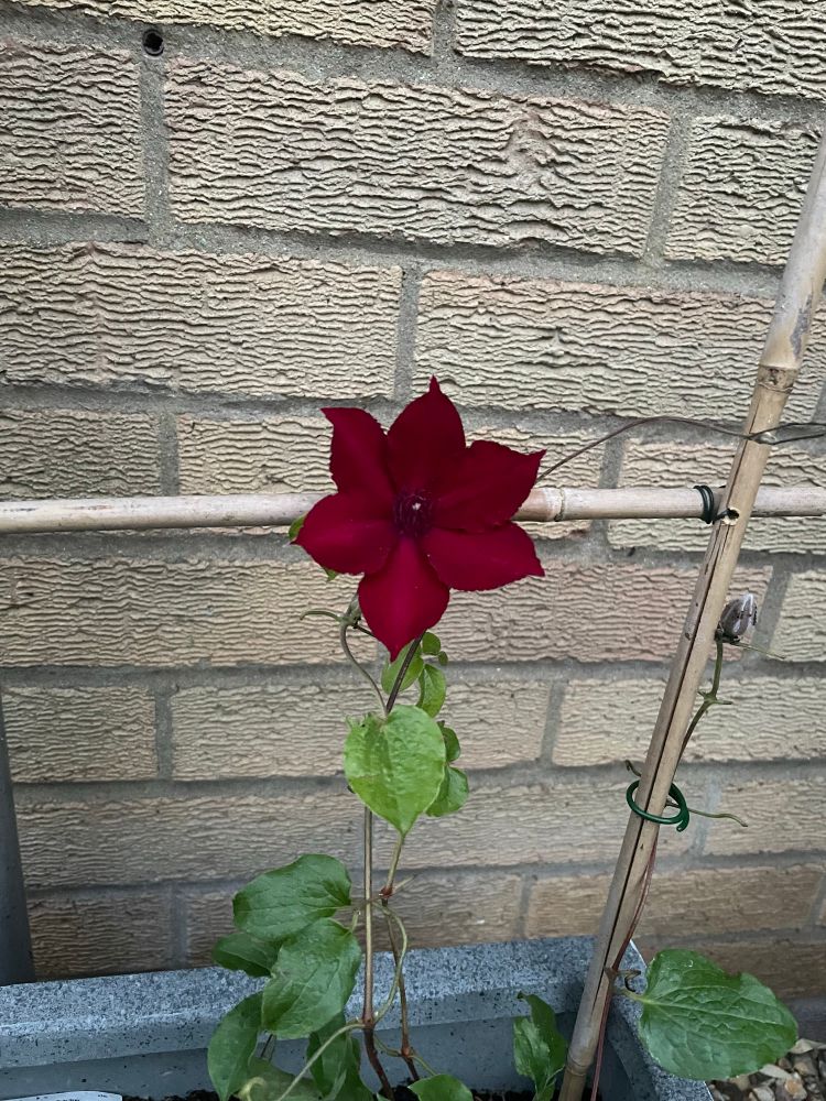 Deep red patio Clematis flower 