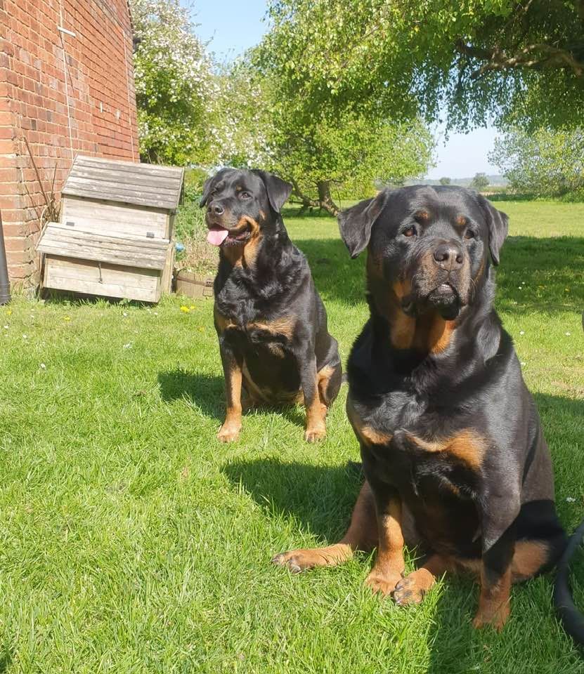 Chloe (with her sister Sadie behind) the best rottweiler, we miss you