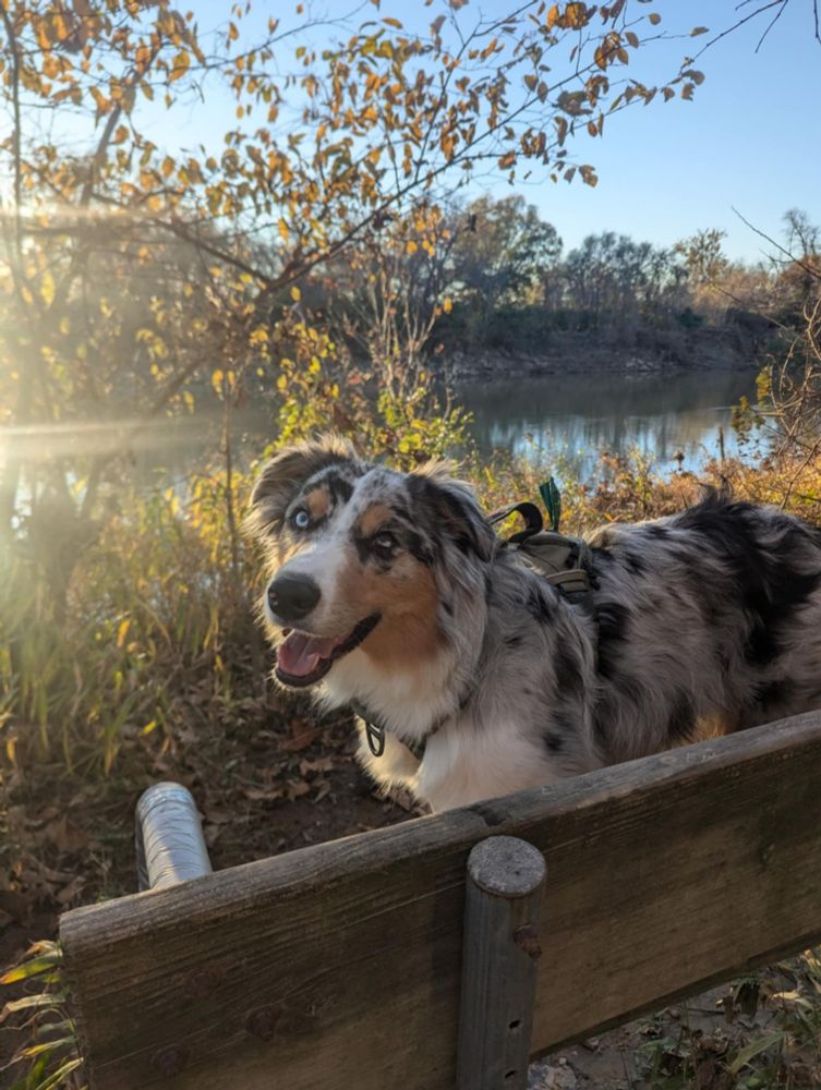 Blue Merle Australian Shepherd standing on a wooden bench with a river in the background. 