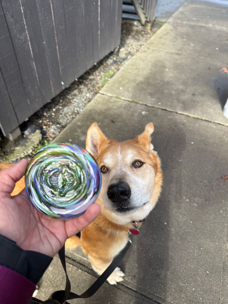 A glass medallion with a cobra stamp and a VERY good doggo
