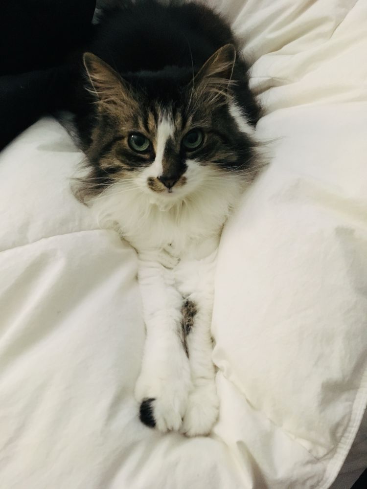 Beautiful Long-haired Maine Coon cat resting on a white bedcover. 